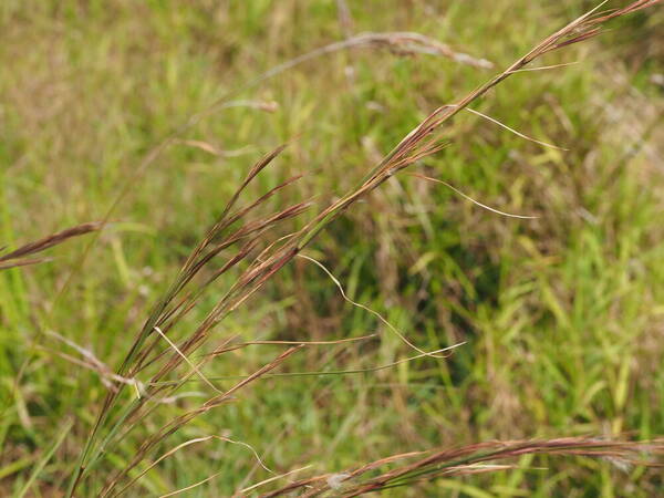 Andropogon virginicus var. virginicus Inflorescence