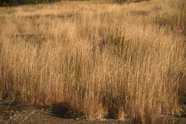 Andropogon virginicus var. virginicus Landscape