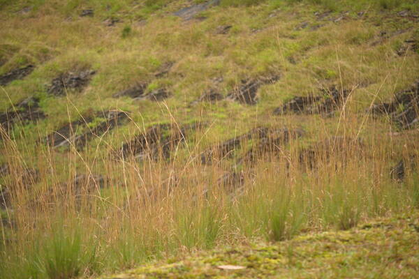 Andropogon virginicus var. virginicus Landscape