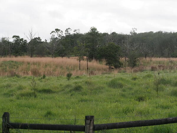 Andropogon virginicus var. virginicus Landscape