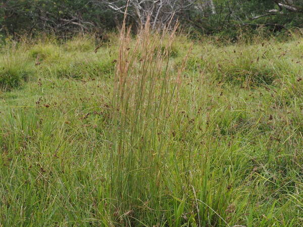 Andropogon virginicus var. virginicus Plant