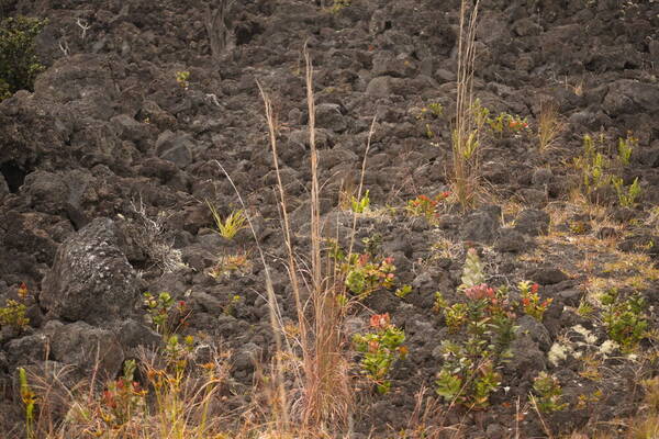 Andropogon virginicus var. virginicus Plant