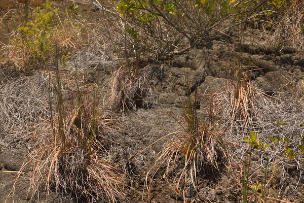 Andropogon virginicus var. virginicus Plant