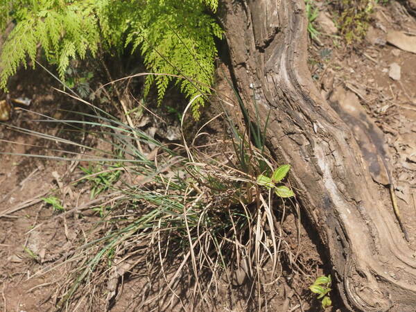 Andropogon virginicus var. virginicus Plant