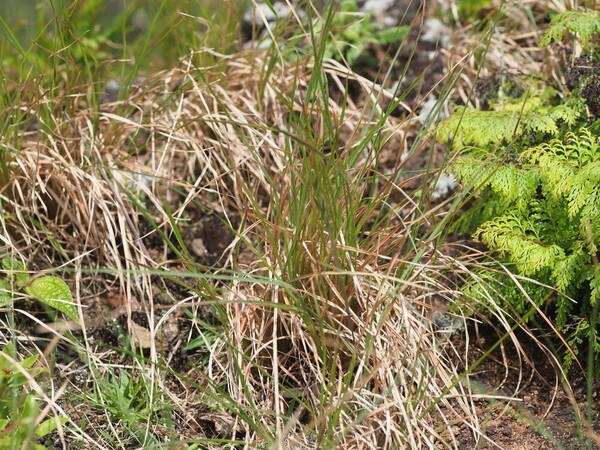 Andropogon virginicus var. virginicus Plant