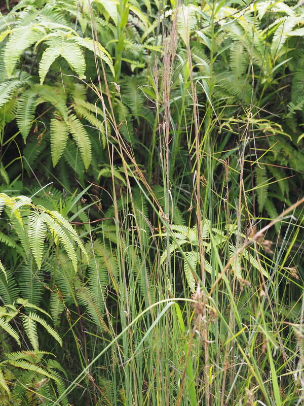 Andropogon virginicus var. virginicus Plant