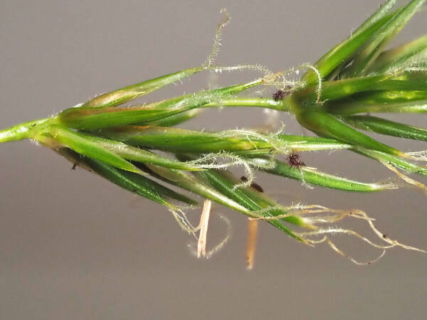 Anthoxanthum odoratum Spikelets