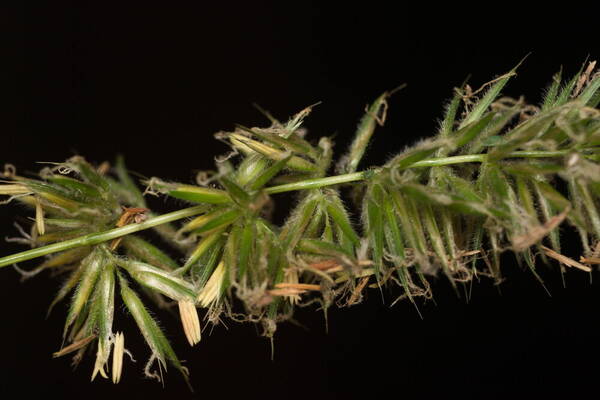 Anthoxanthum odoratum Spikelets