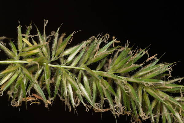 Anthoxanthum odoratum Spikelets