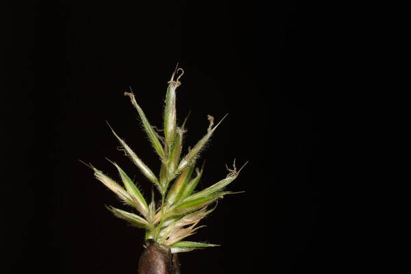 Anthoxanthum odoratum Spikelets