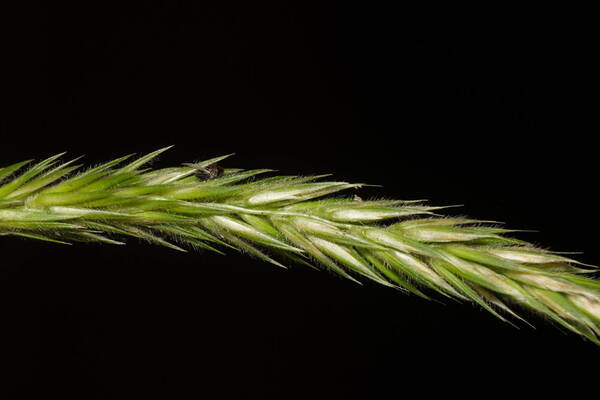 Anthoxanthum odoratum Spikelets