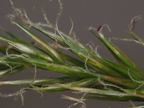 Anthoxanthum odoratum Spikelets