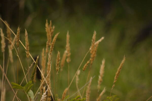 Anthoxanthum odoratum Habit