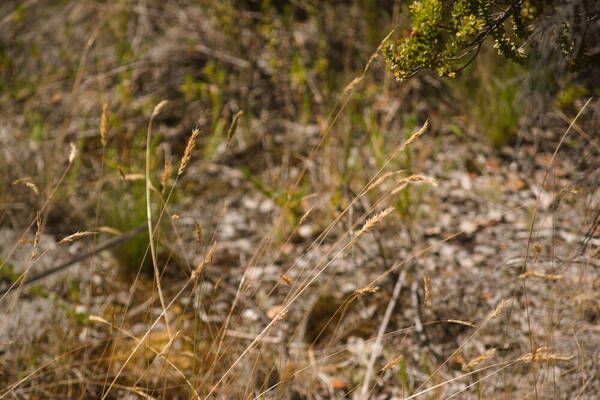 Anthoxanthum odoratum Habit