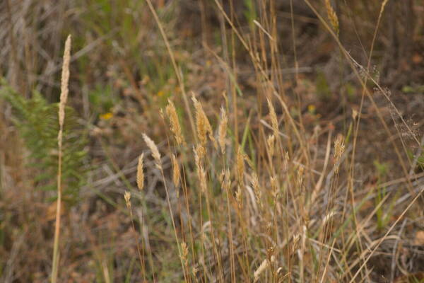 Anthoxanthum odoratum Habit