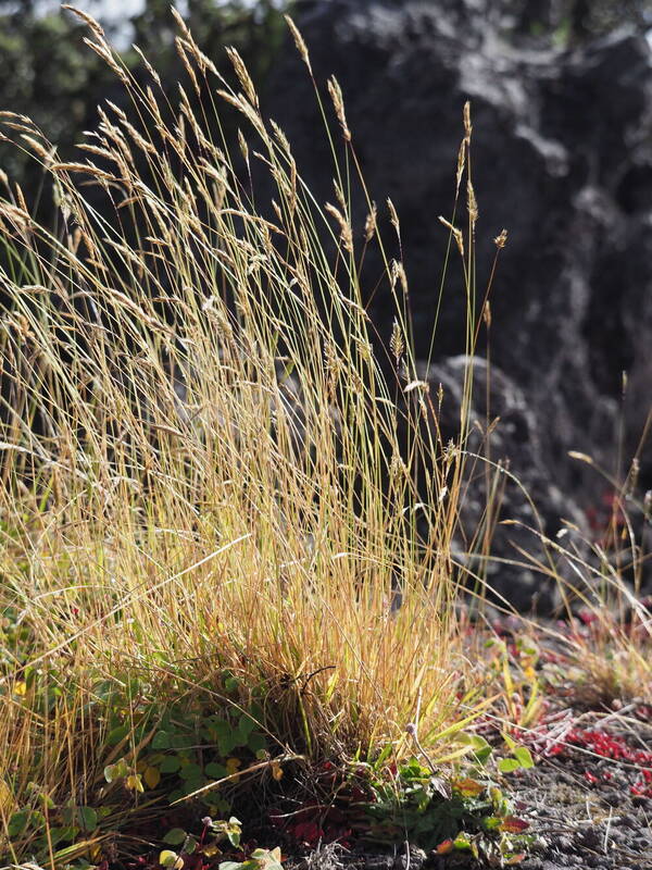 Anthoxanthum odoratum Habit