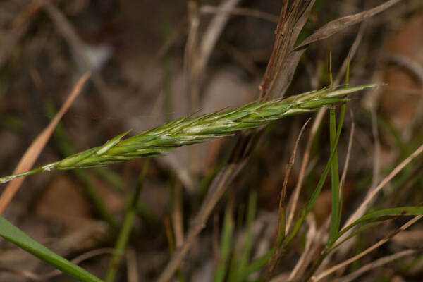 Anthoxanthum odoratum Inflorescence