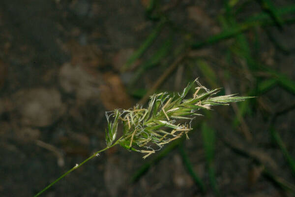 Anthoxanthum odoratum Inflorescence