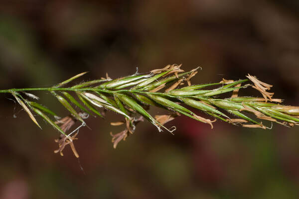 Anthoxanthum odoratum Inflorescence