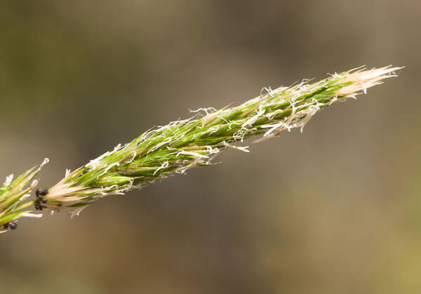 Anthoxanthum odoratum Inflorescence