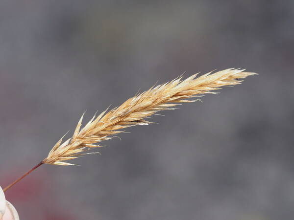 Anthoxanthum odoratum Inflorescence