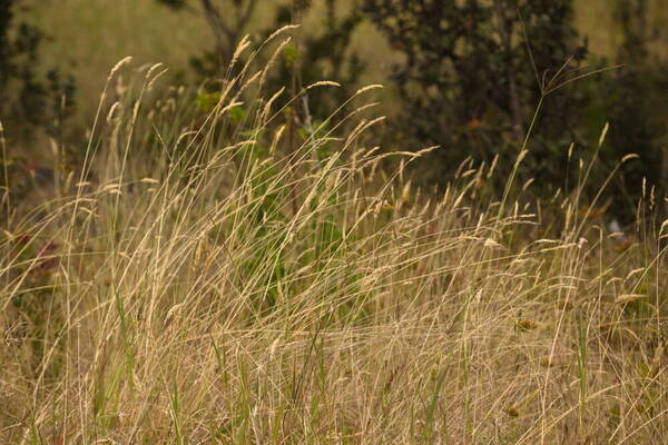 Anthoxanthum odoratum Landscape