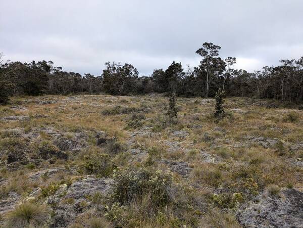 Anthoxanthum odoratum Landscape