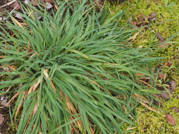 Anthoxanthum odoratum Plant