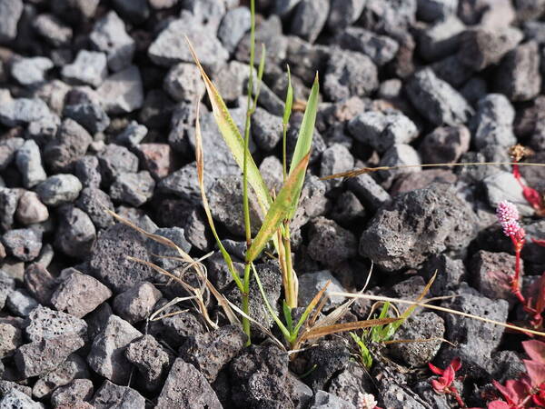 Anthoxanthum odoratum Plant