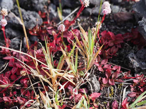 Anthoxanthum odoratum Plant