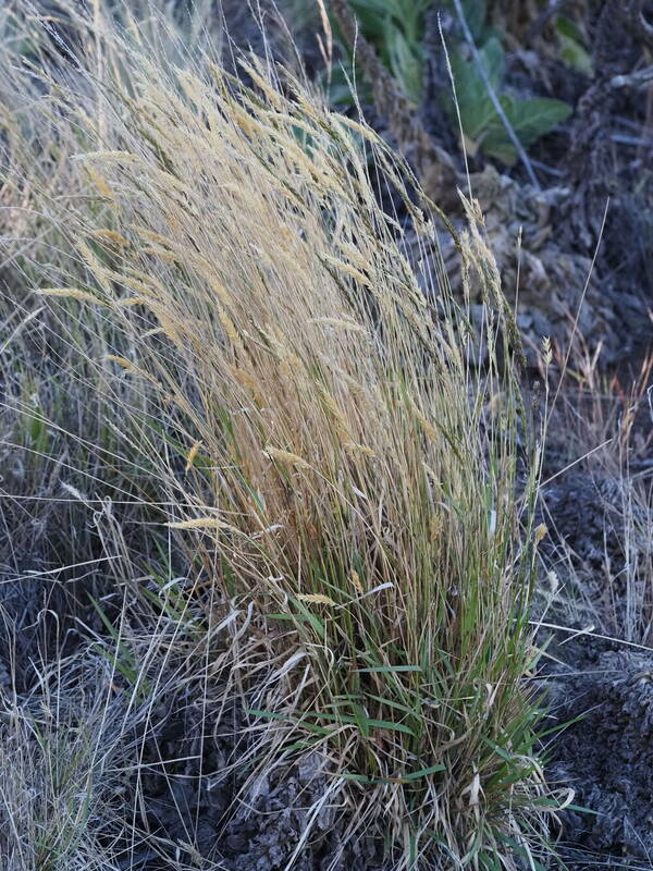 Anthoxanthum odoratum Plant