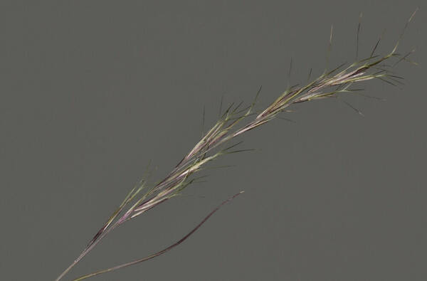 Aristida adscensionis Inflorescence