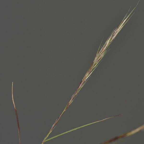 Aristida adscensionis Inflorescence