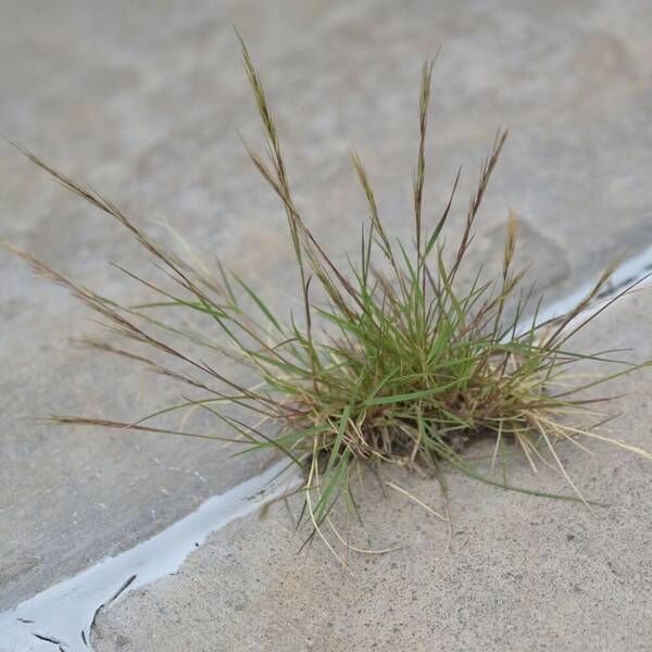 Aristida adscensionis Plant