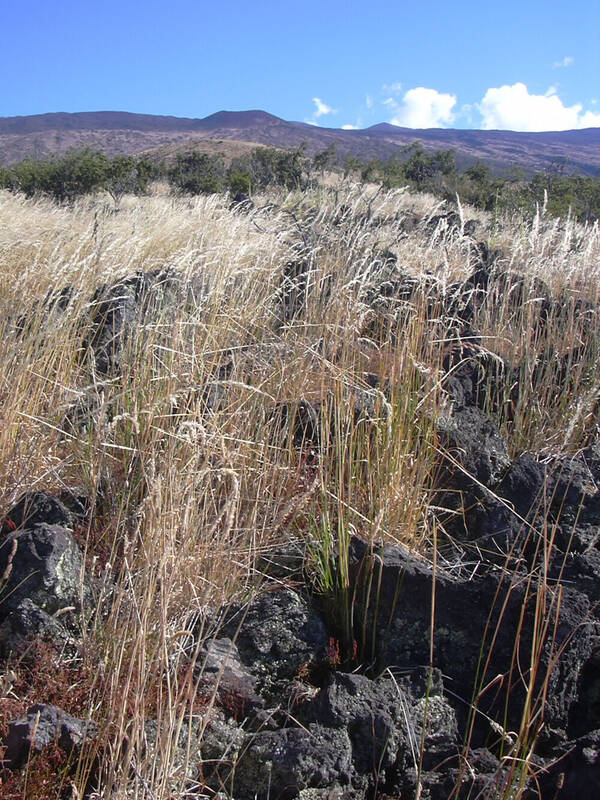 Arrhenatherum elatius Habit