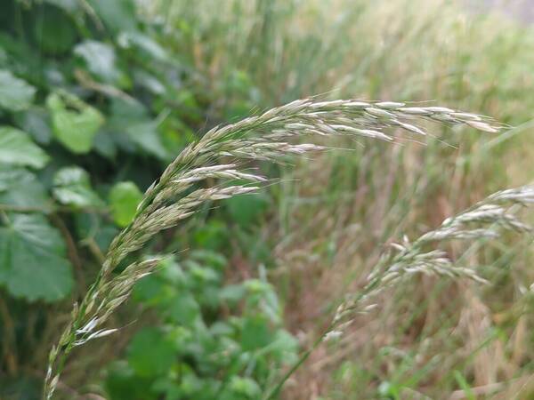 Arrhenatherum elatius Inflorescence