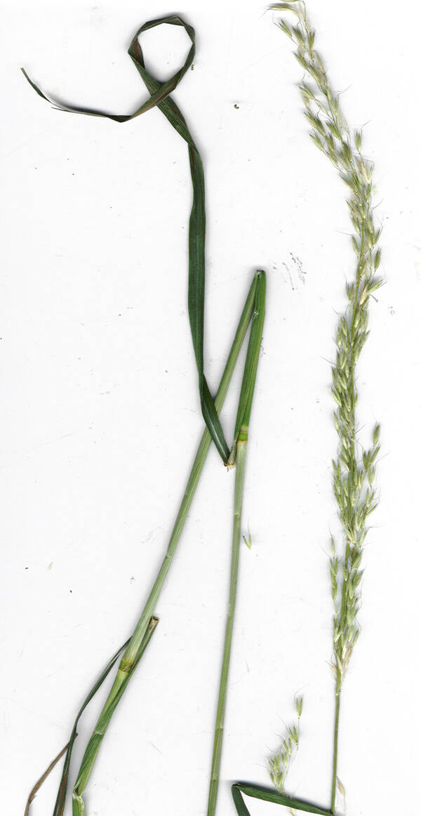 Arrhenatherum elatius Plant