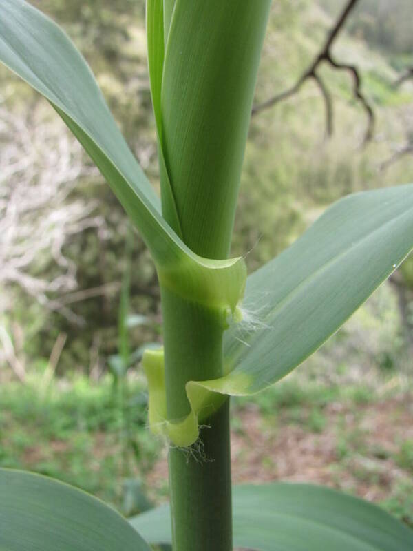 Arundo donax Collar