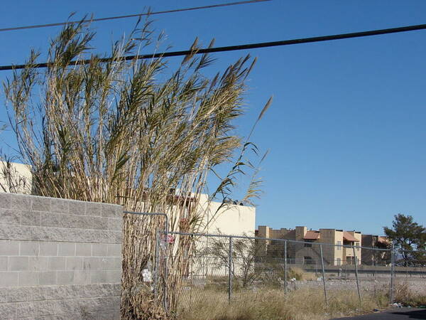 Arundo donax Habit