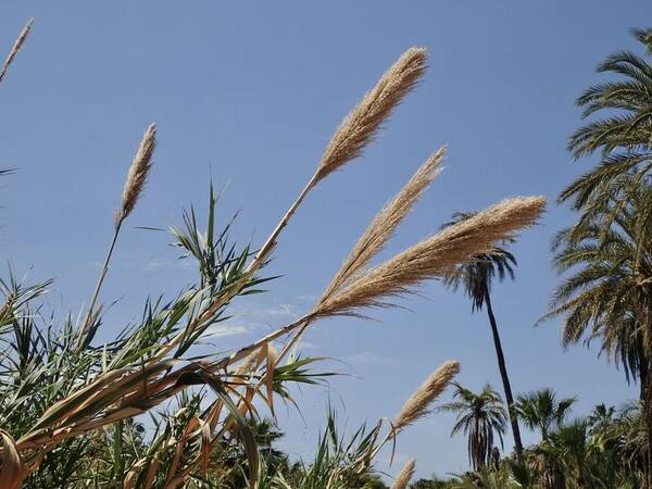 Arundo donax Inflorescence