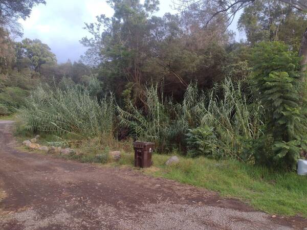 Arundo donax Landscape