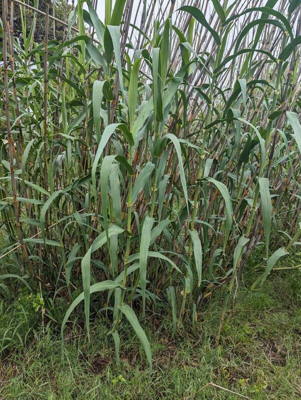 Arundo donax Plant