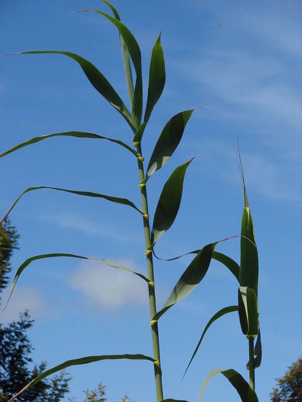 Arundo donax Plant