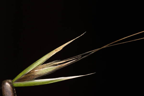 Avena barbata Spikelets