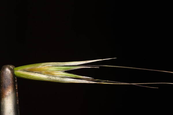 Avena barbata Spikelets