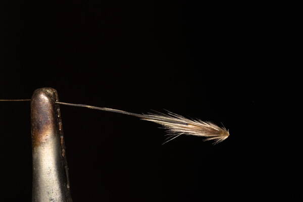 Avena barbata Spikelets