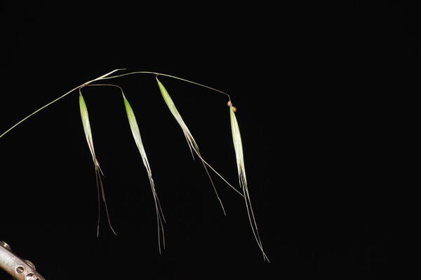 Avena barbata Spikelets