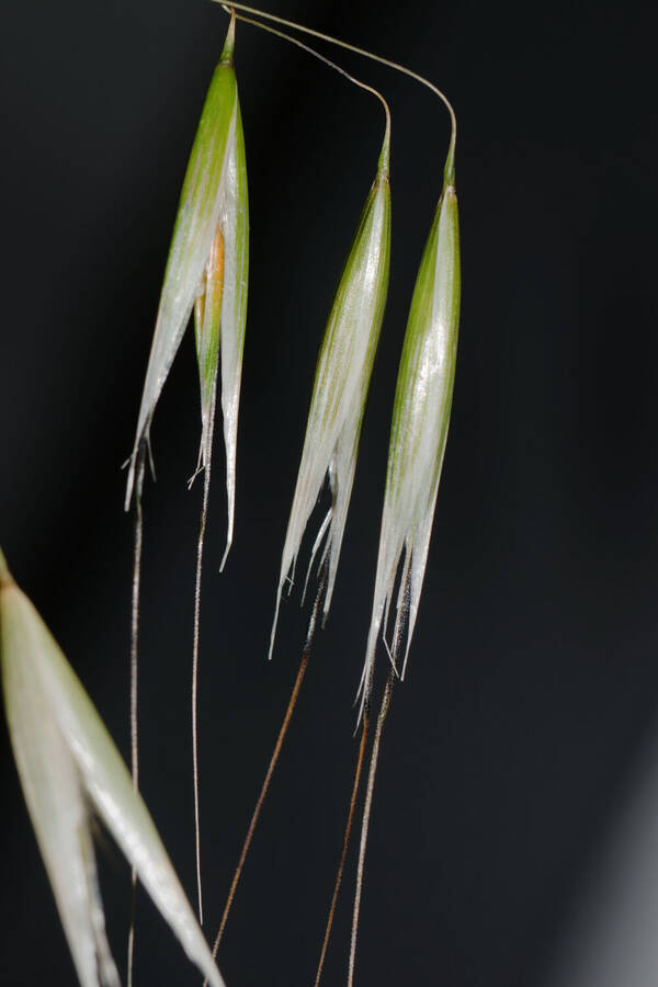 Avena barbata Spikelets