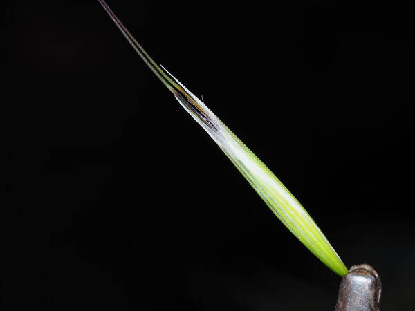 Avena barbata Spikelets