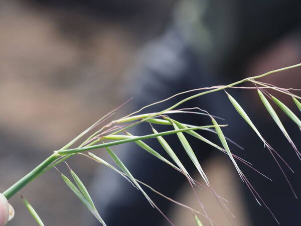 Avena barbata Spikelets